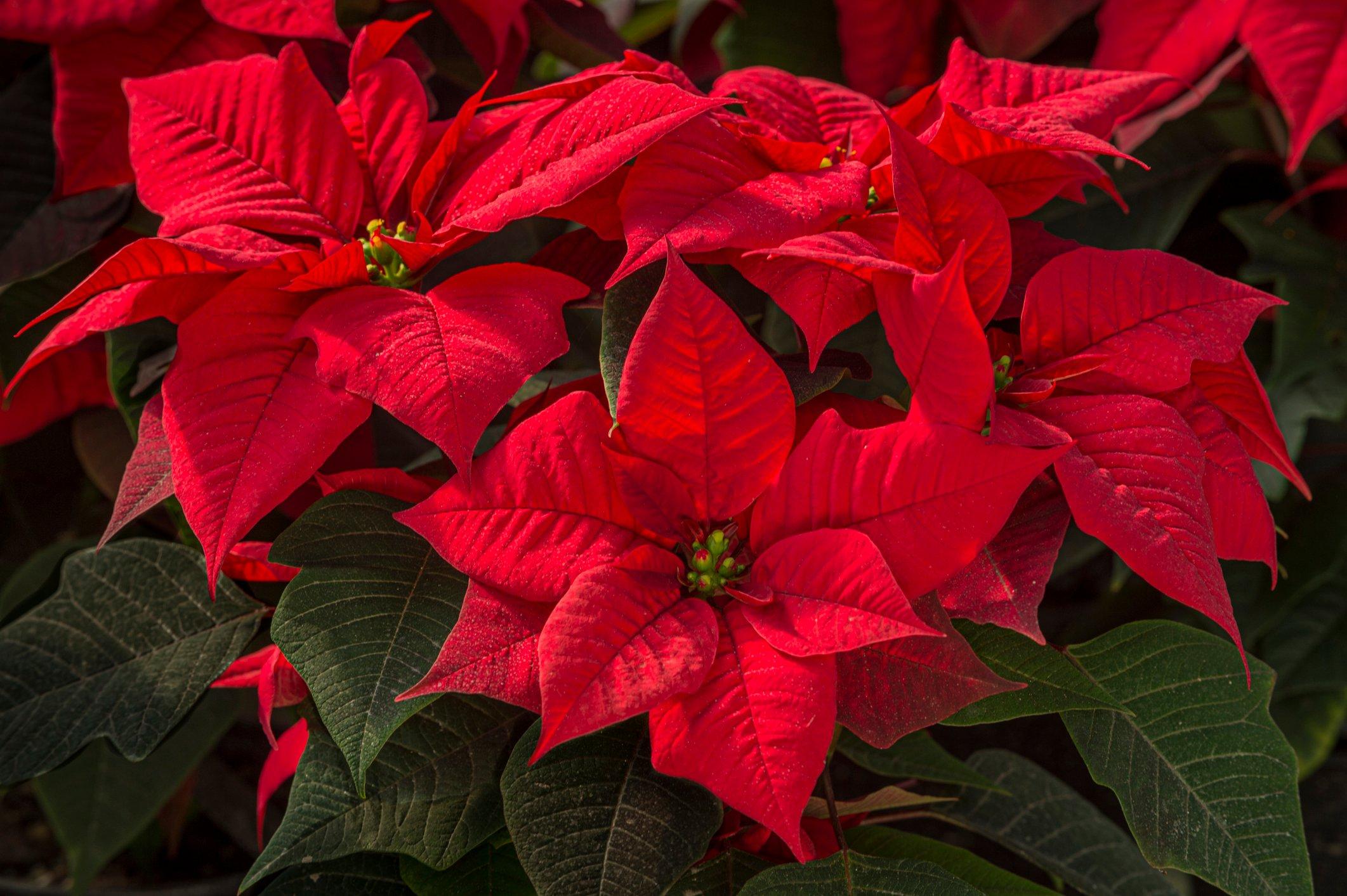 ff_poinsettia