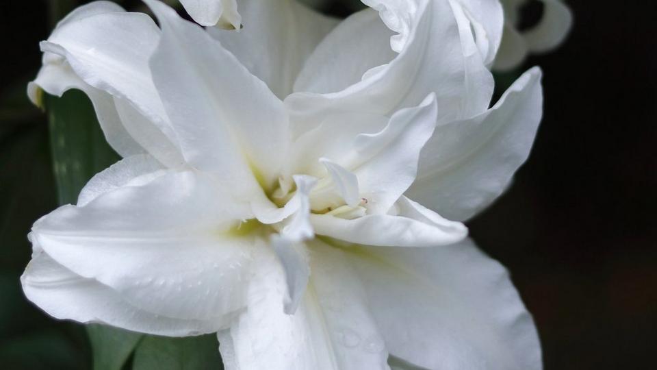 ff_polar_star_lily