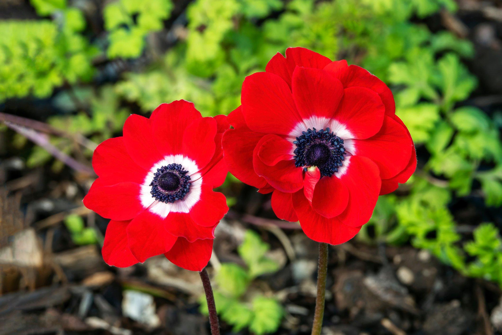 ff_poppy_anemone