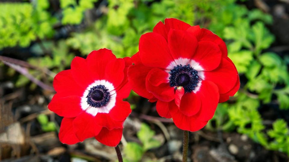 ff_poppy_anemone