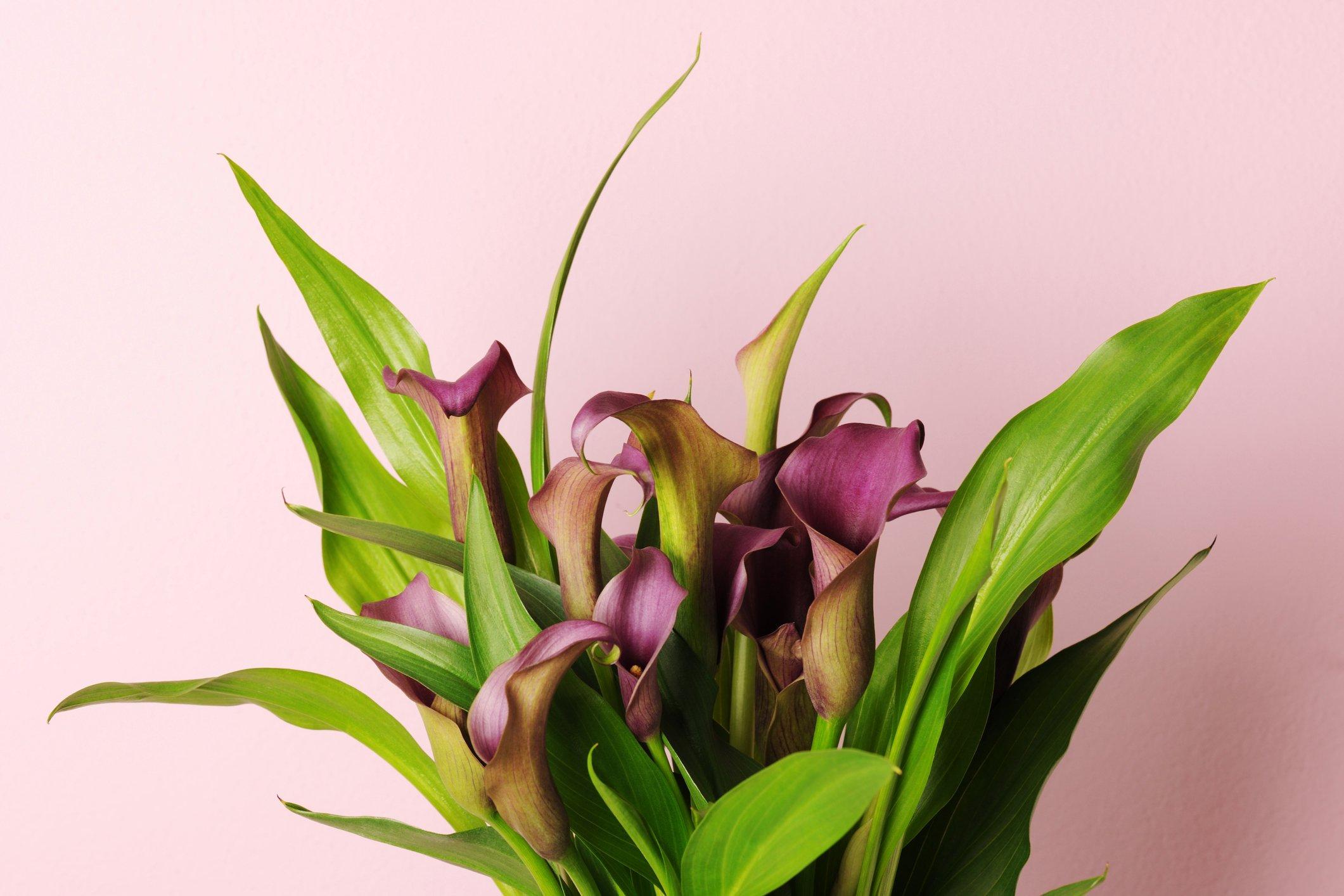 ff_purple_calla_lily_bouquet