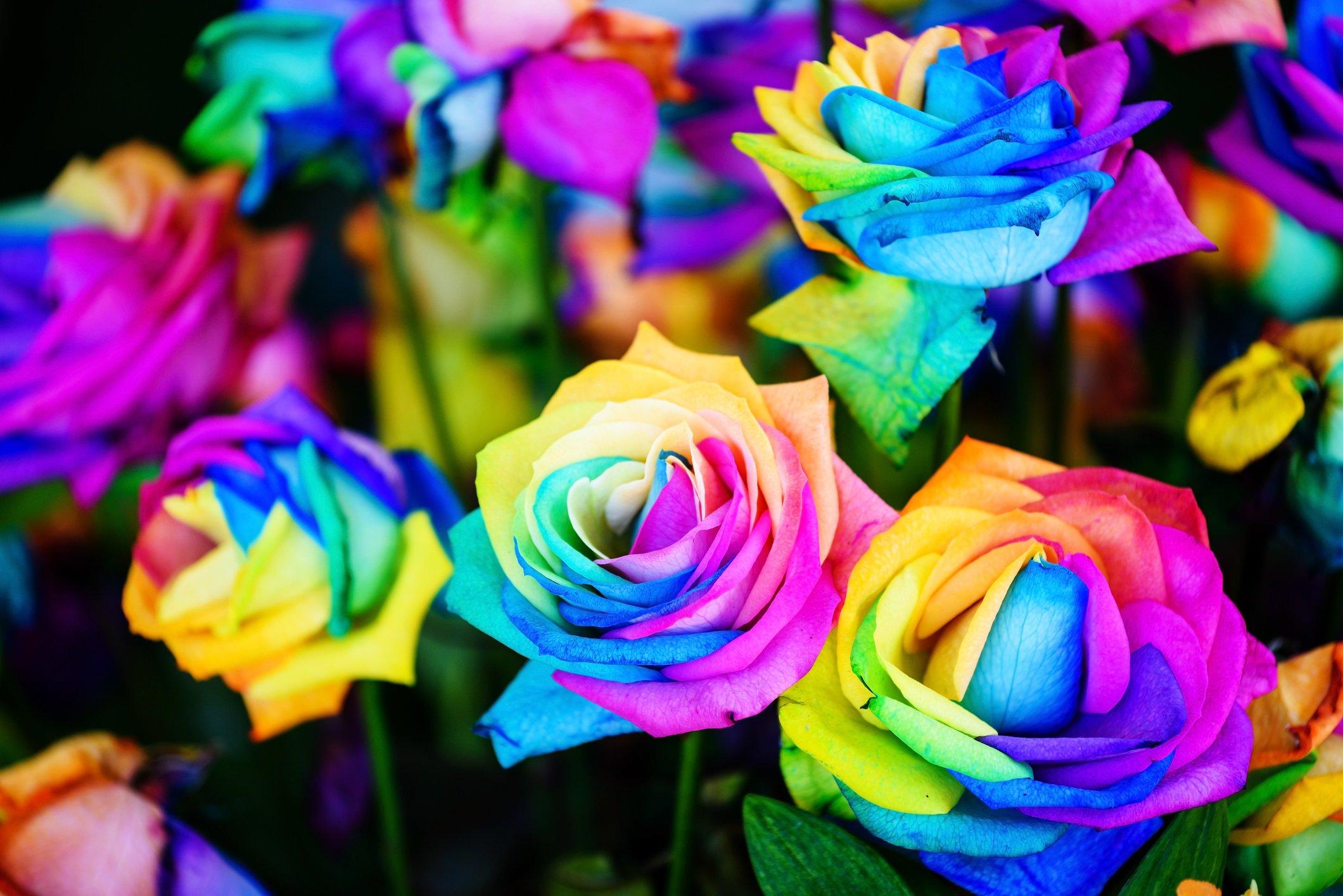 ff_rainbow_roses