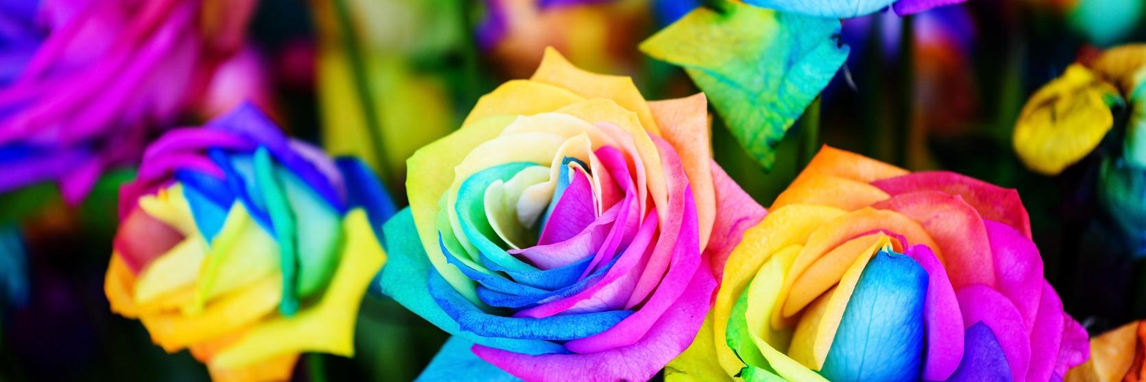 ff_rainbow_roses