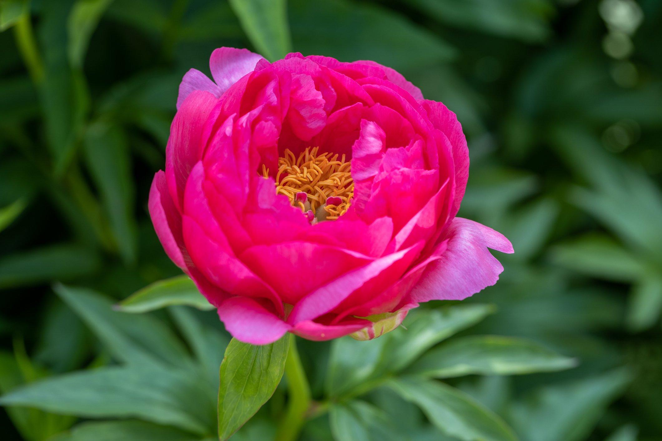 ff_raspberry_charm_peony