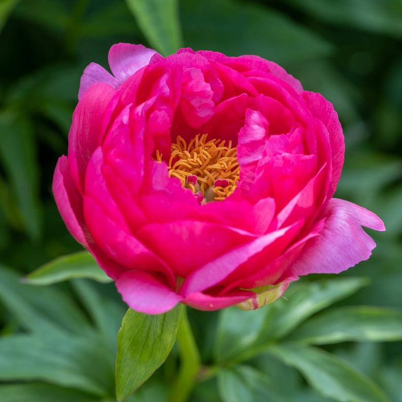 ff_raspberry_charm_peony