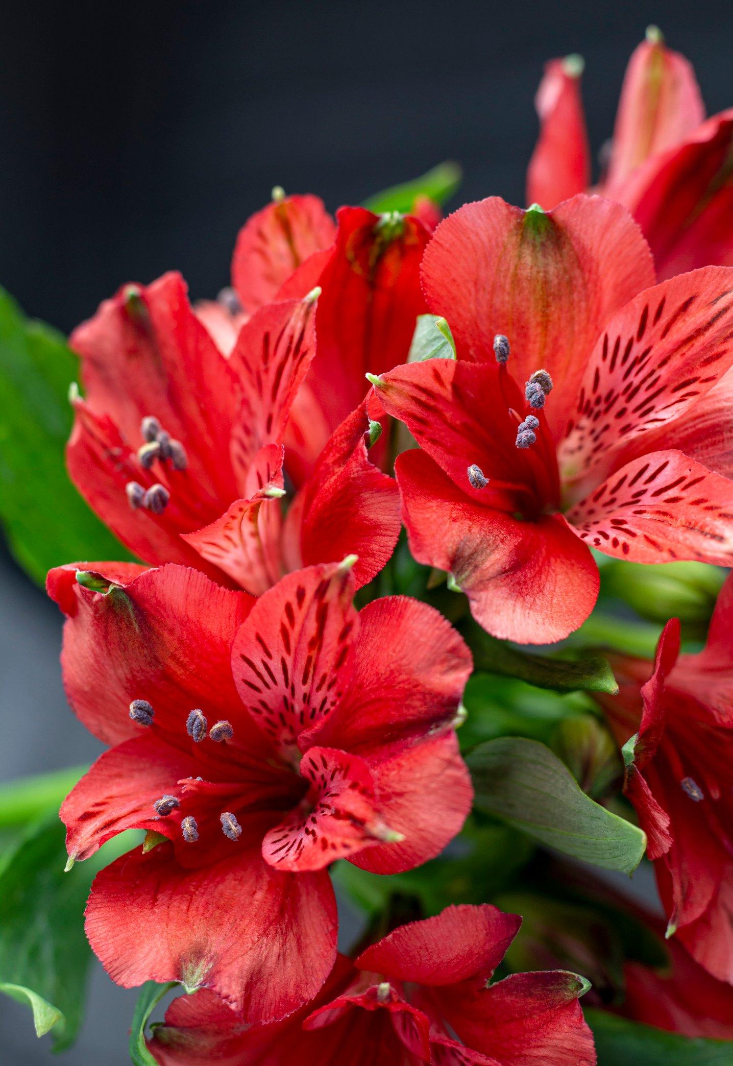 ff_red_alstroemeria