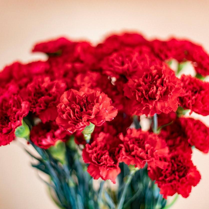 ff_red_carnations