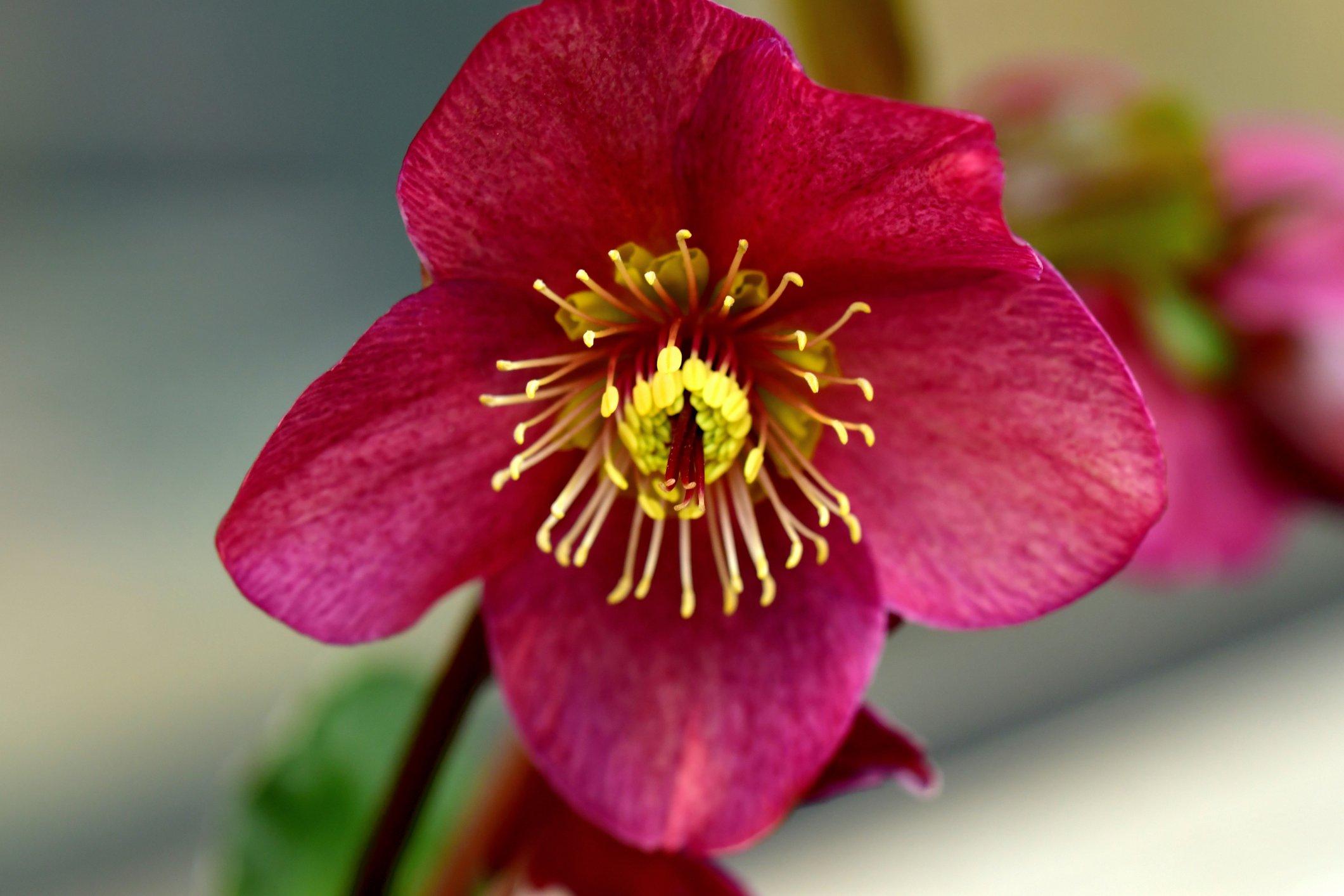 ff_red_hellebore