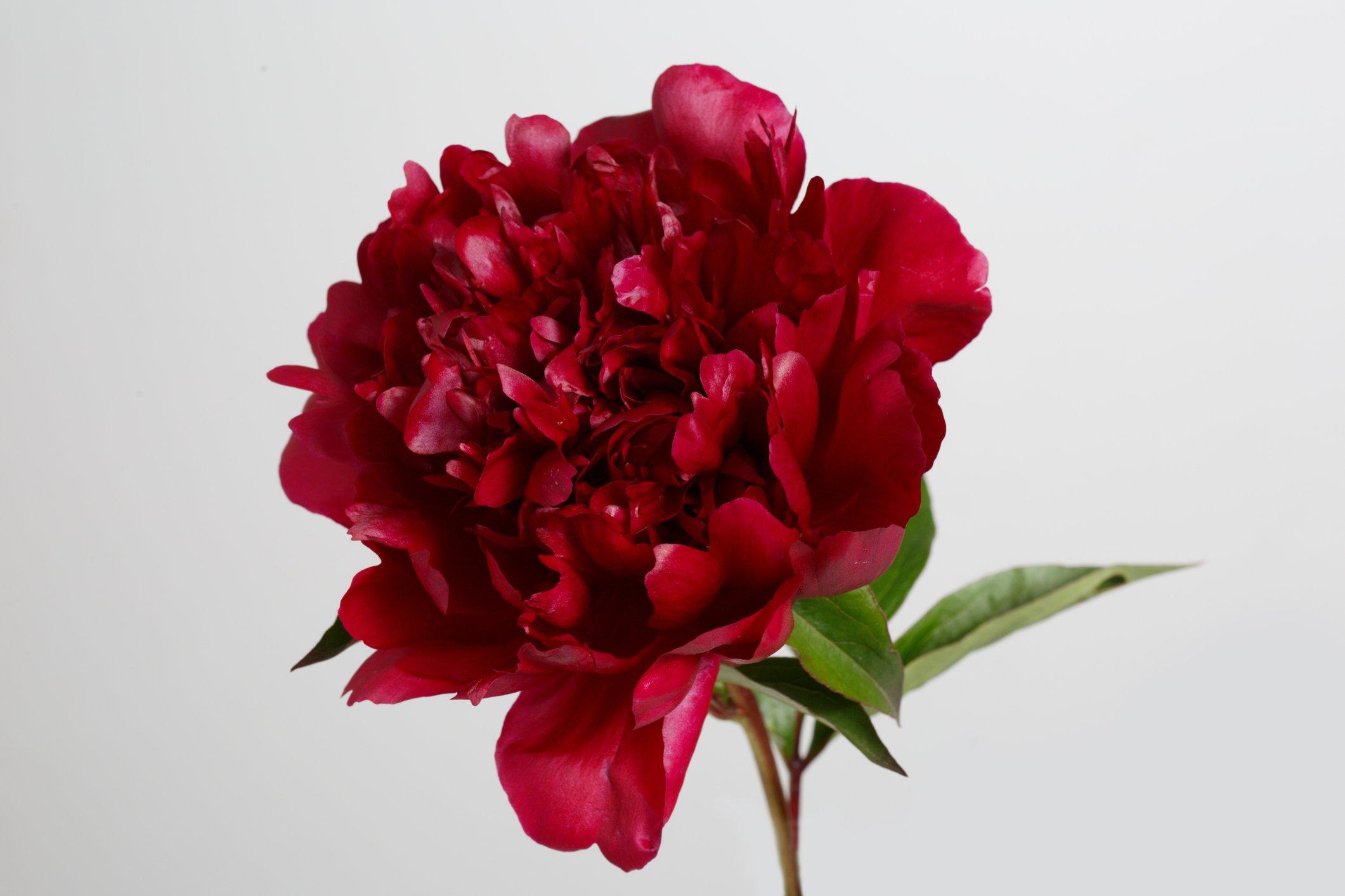 ff_red_peony