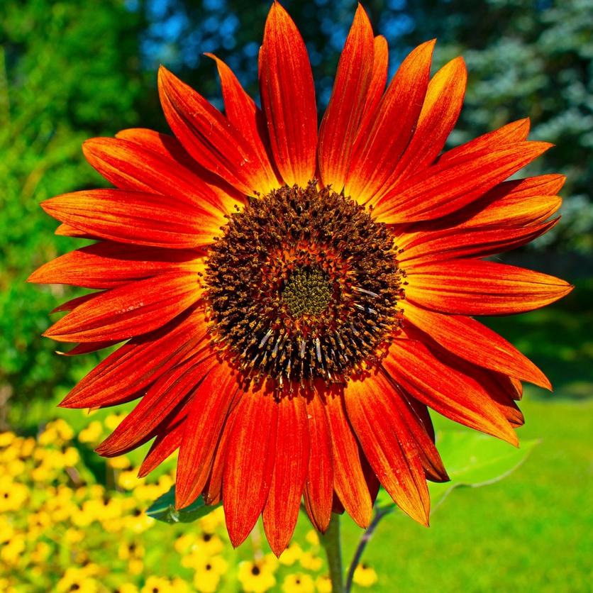 ff_red_sunflower