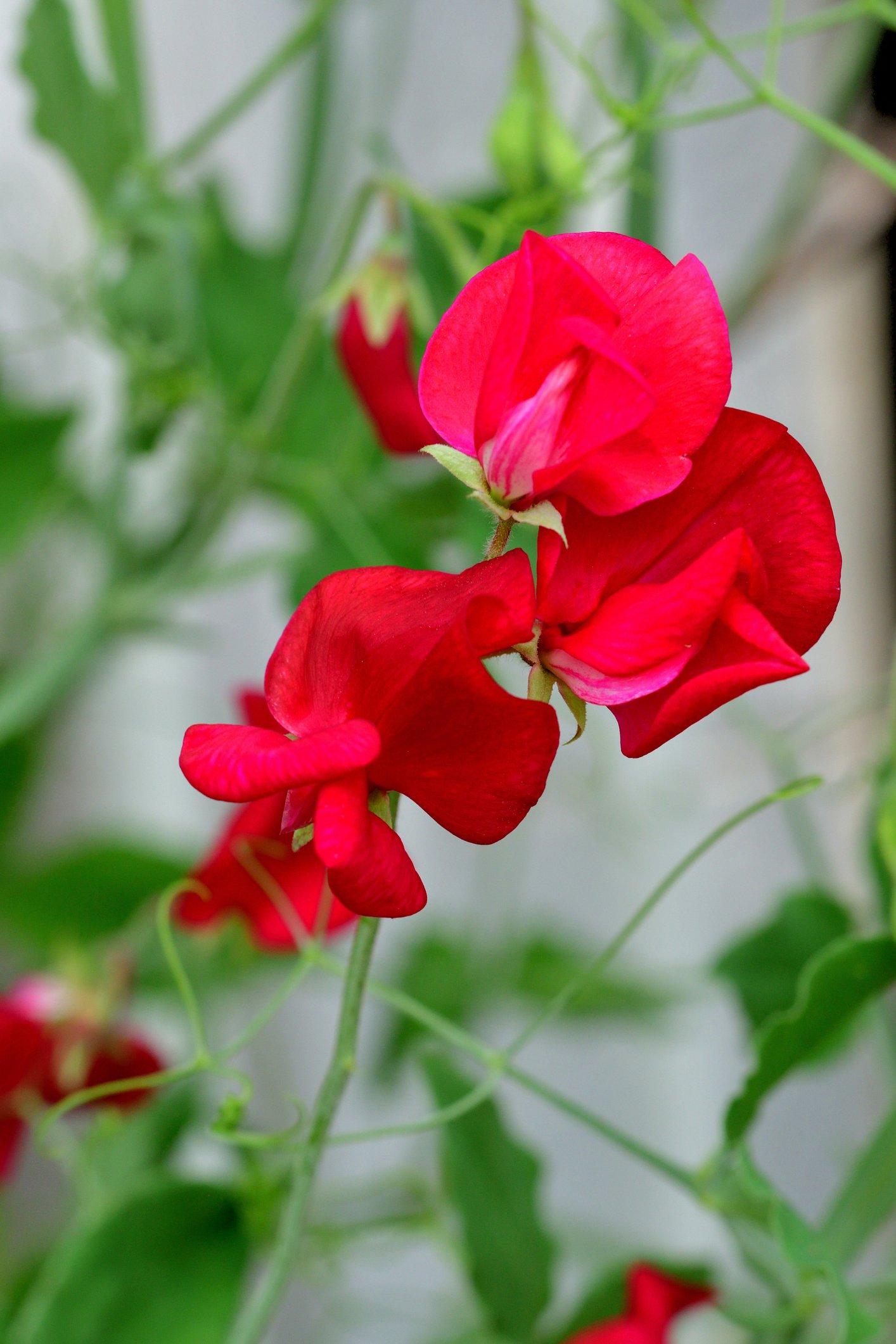 ff_red_sweet_pea