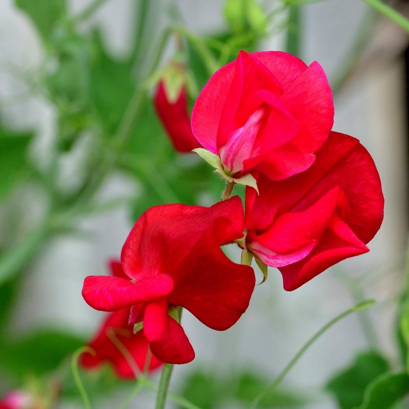 ff_red_sweet_pea
