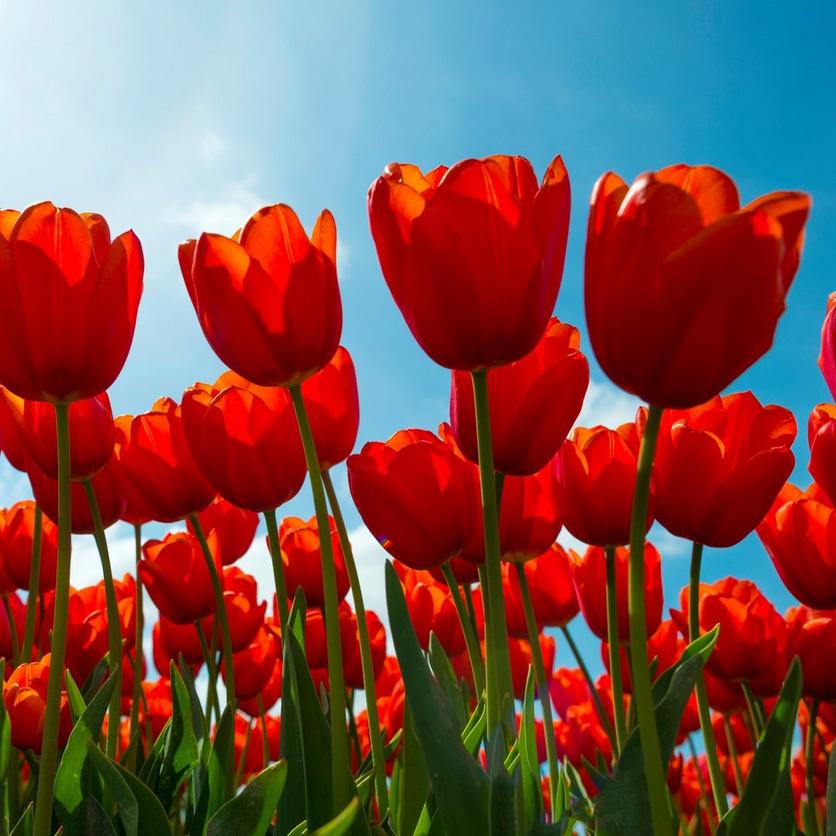 ff_red_tulips