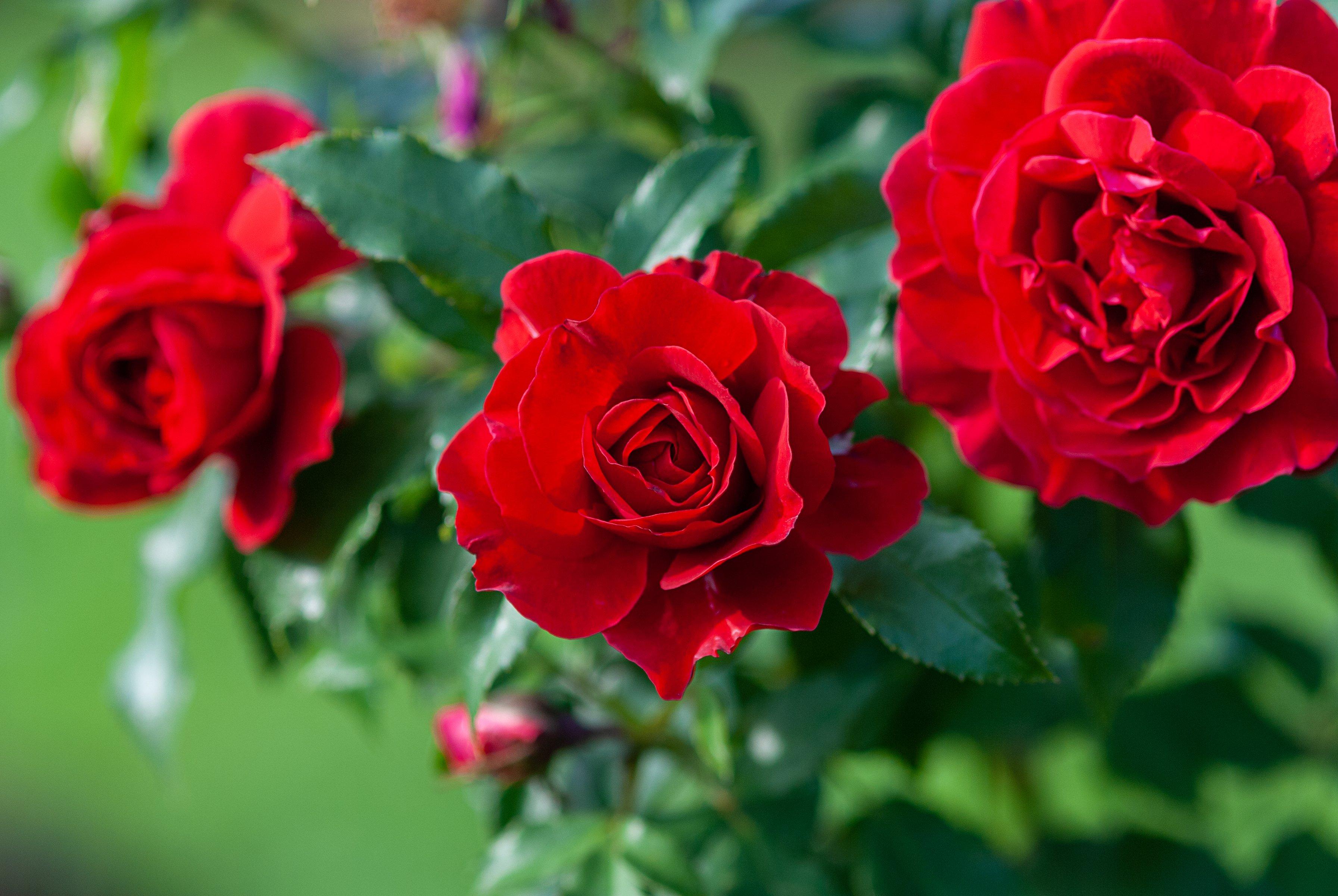 ff_red_warwick_rose