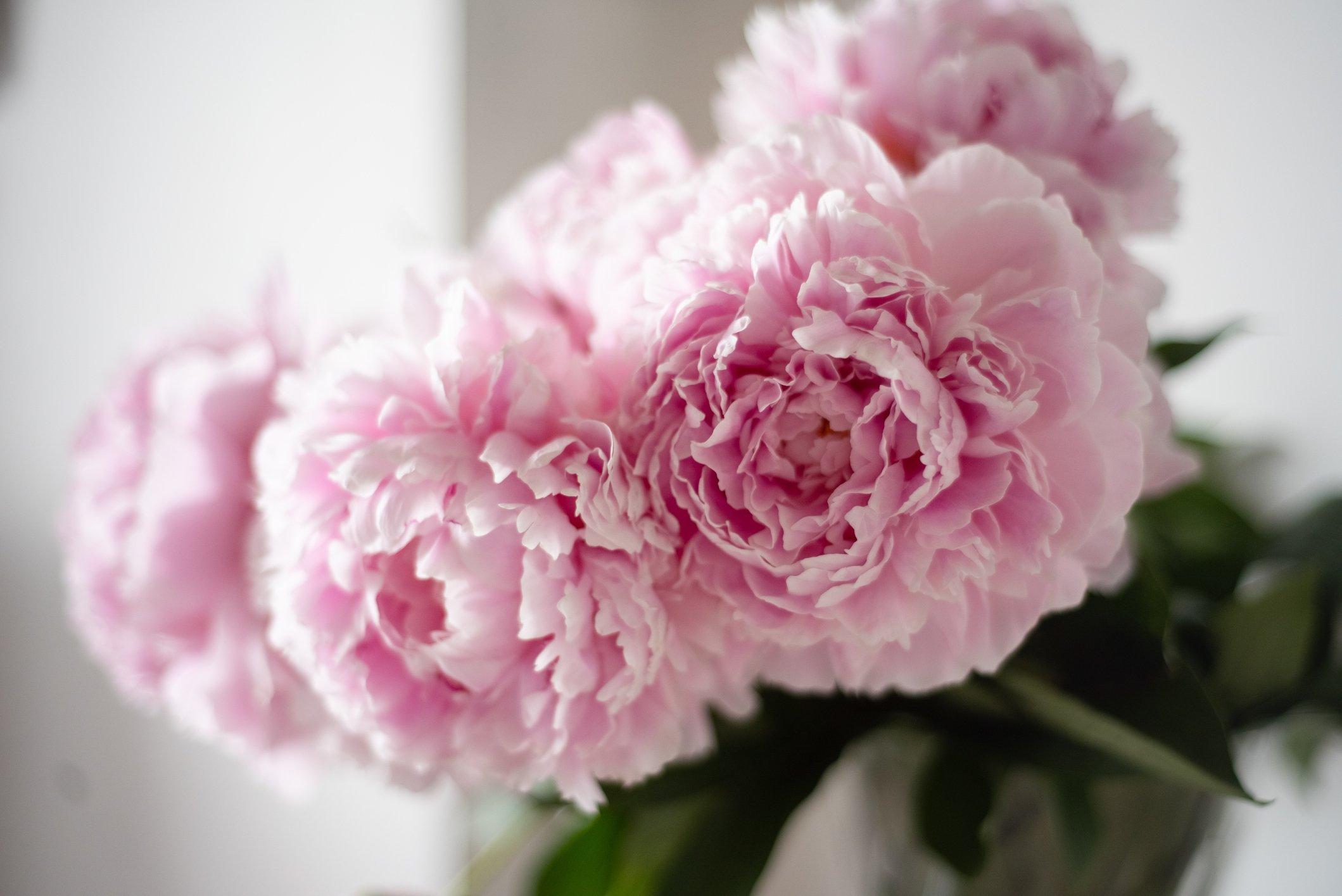 ff_sarah_bernhardt_peony