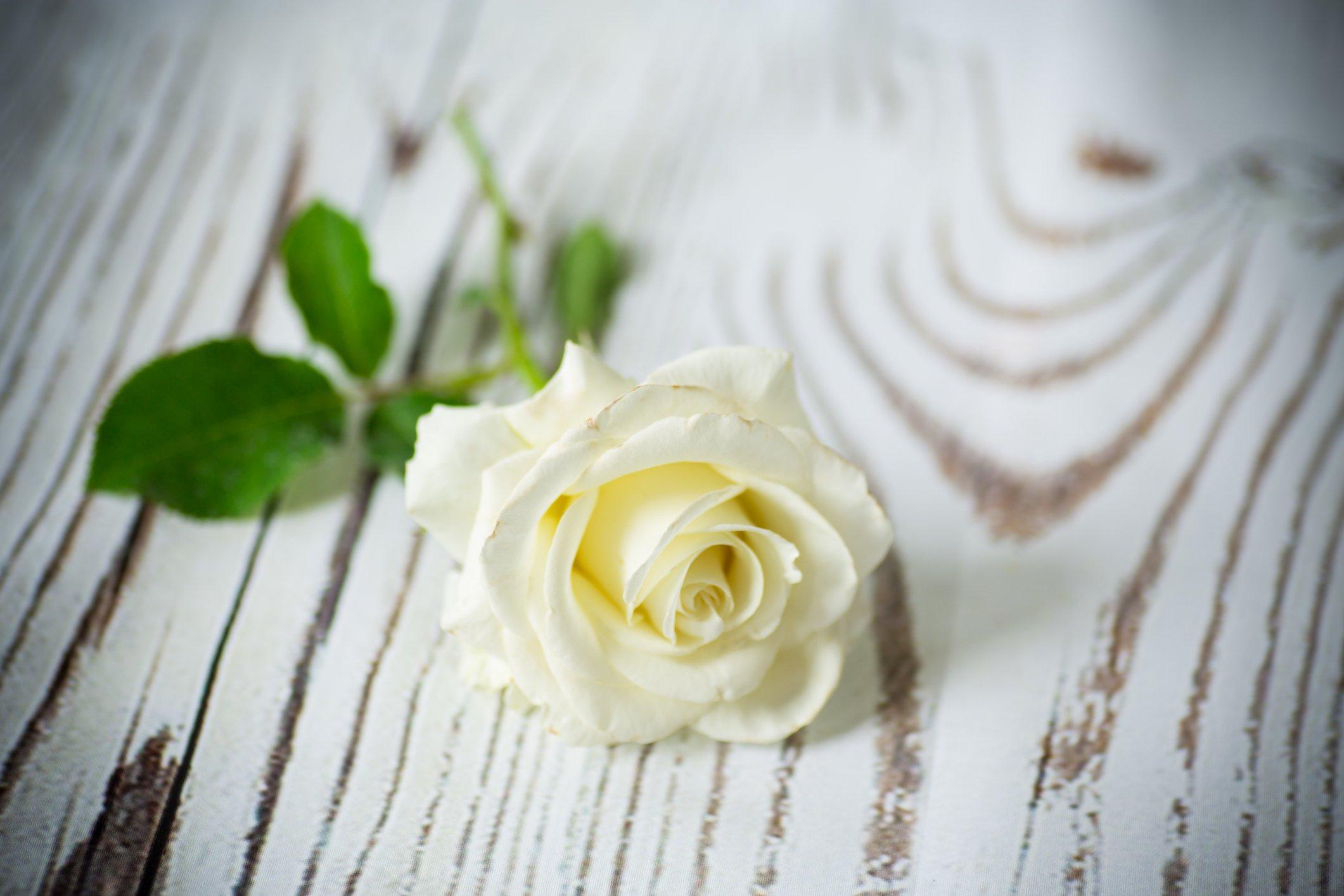 ff_single_white_rose