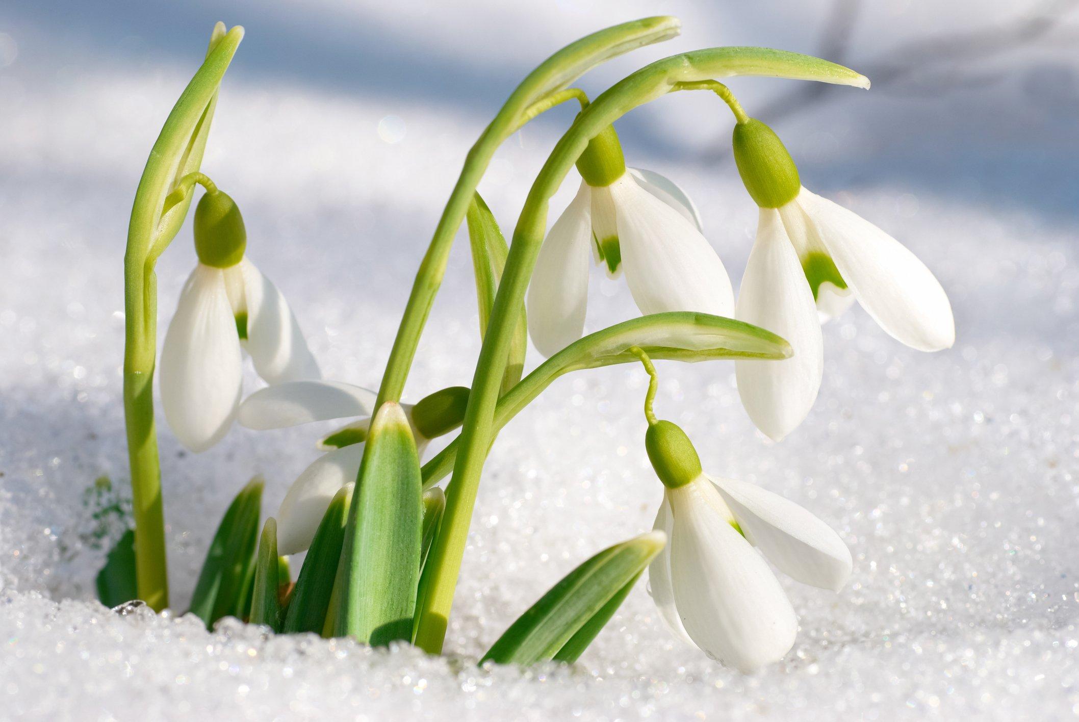 ff_snowdrops_in_snow