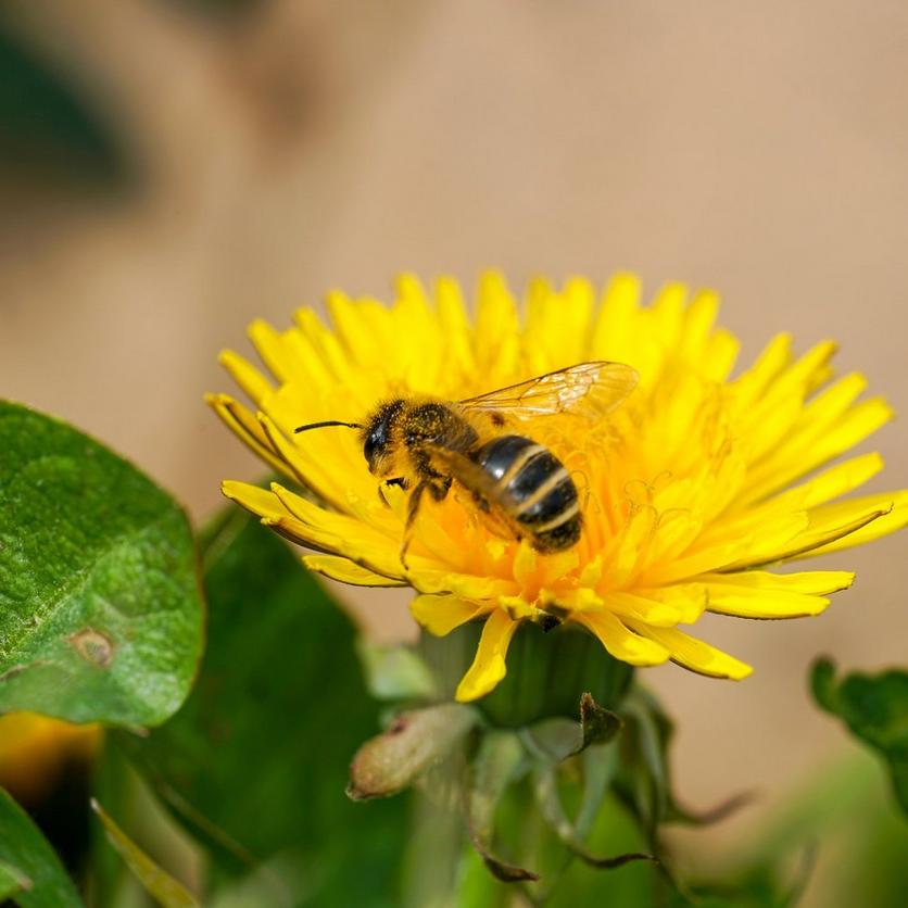 ff_solitary_bee