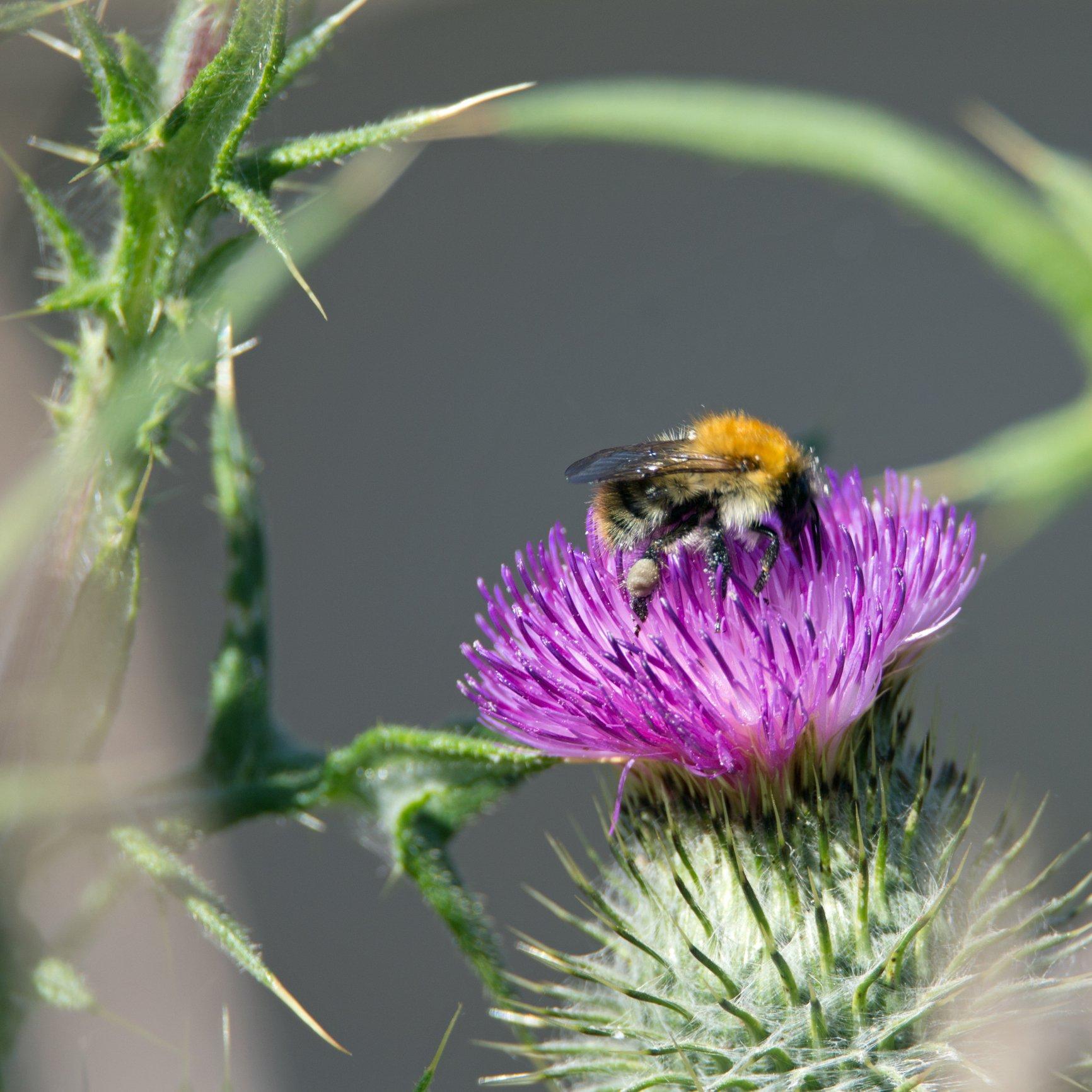 ff_solitary_bee_thistle
