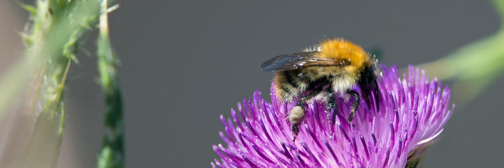 ff_solitary_bee_thistle