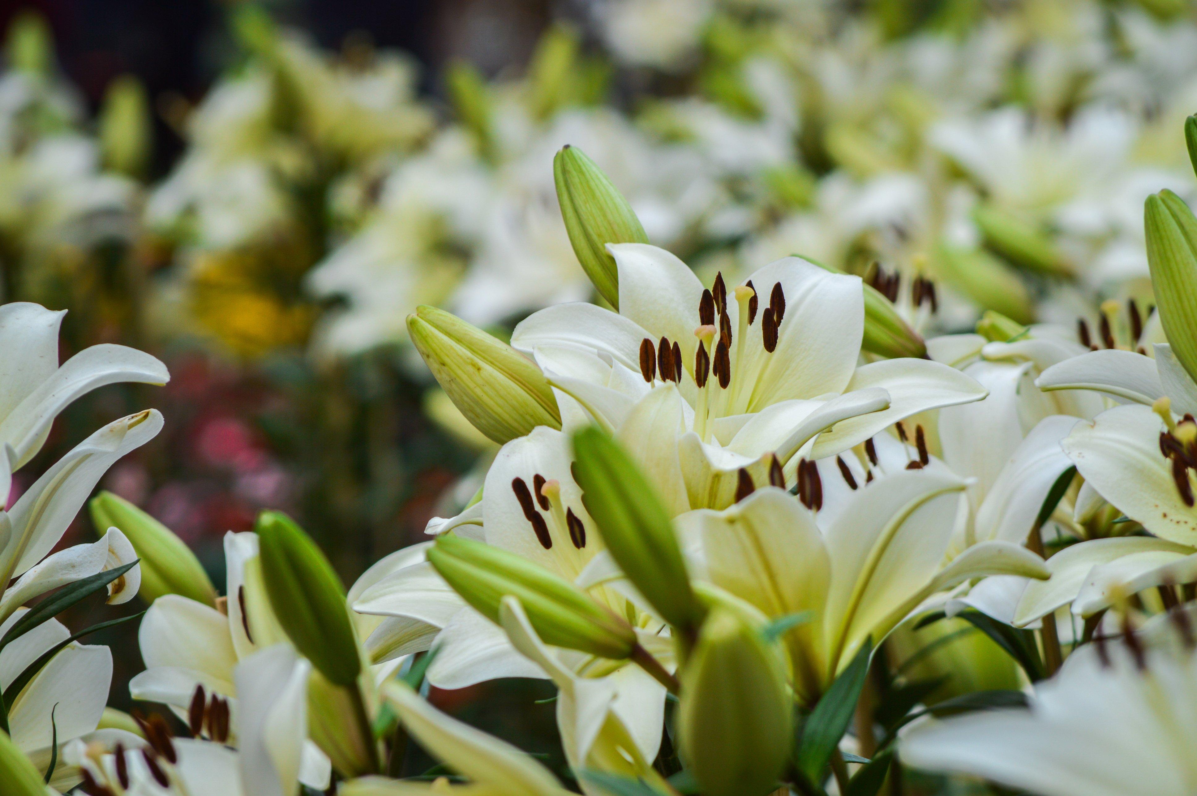 ff_sympathy_white_lilies
