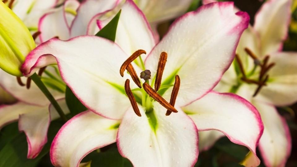 ff_the_edge_asiatic_lily