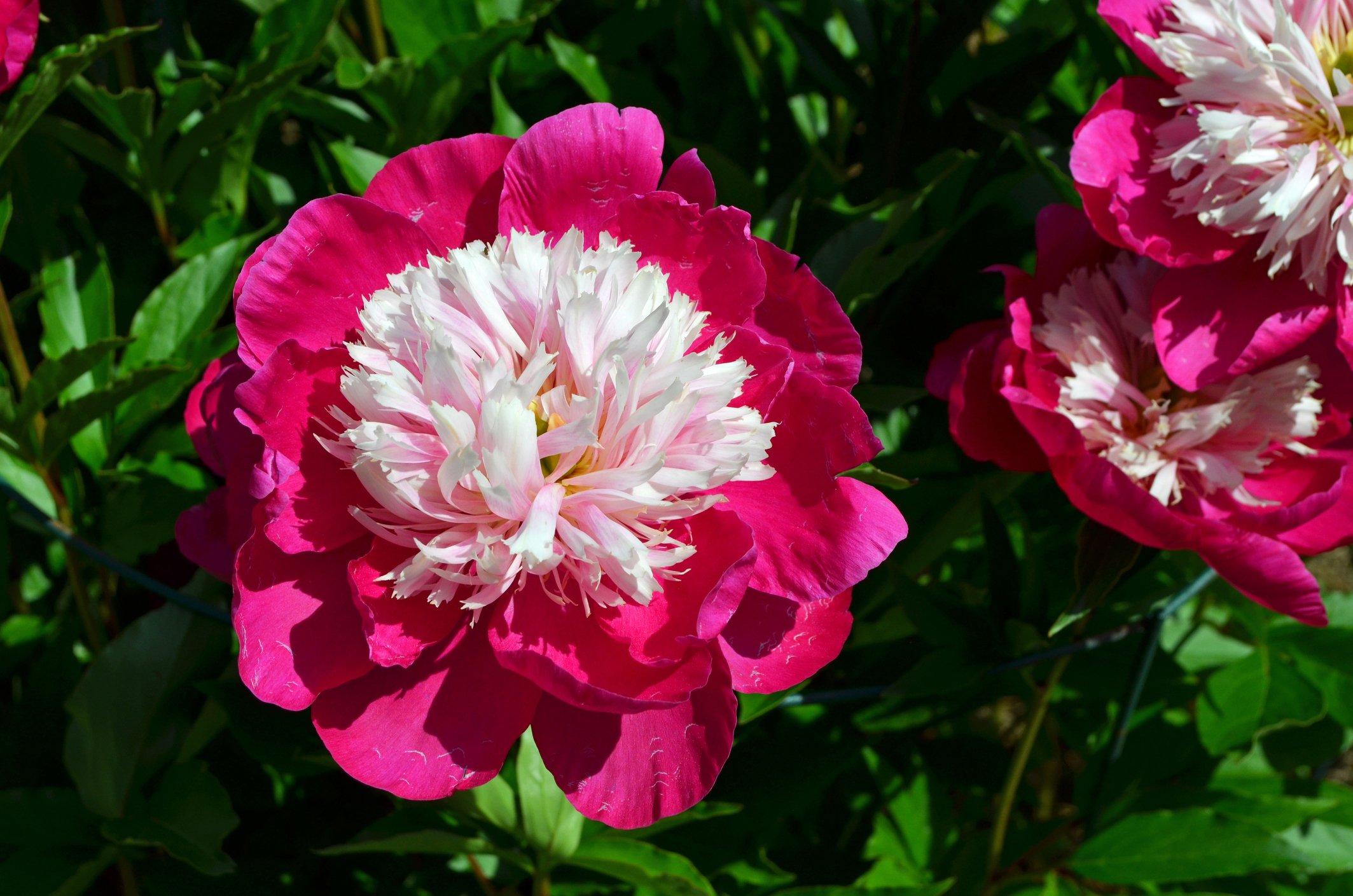 ff_white_cap_peony