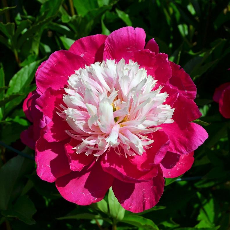 ff_white_cap_peony