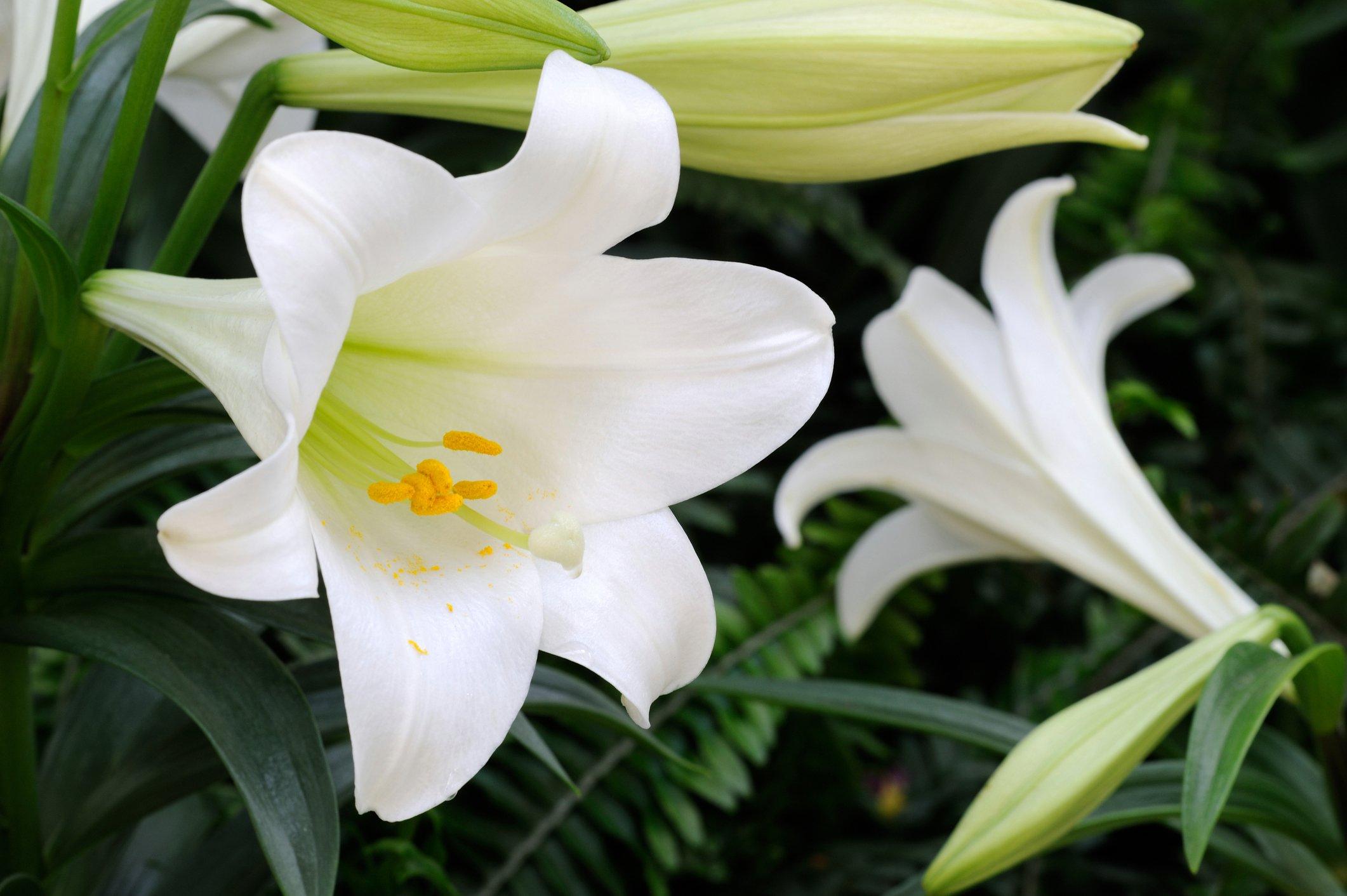 ff_white_heaven_lily