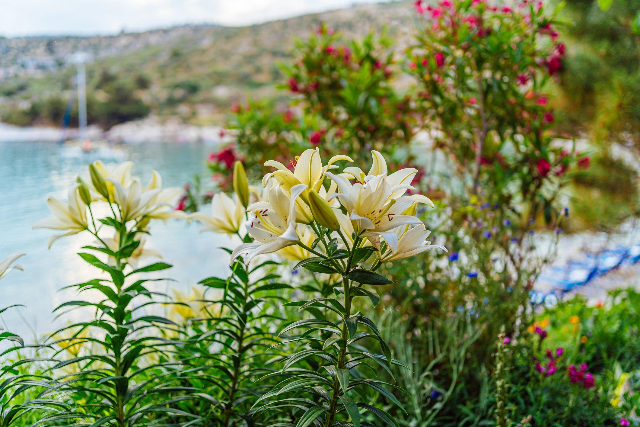 ff_white_lily_growing