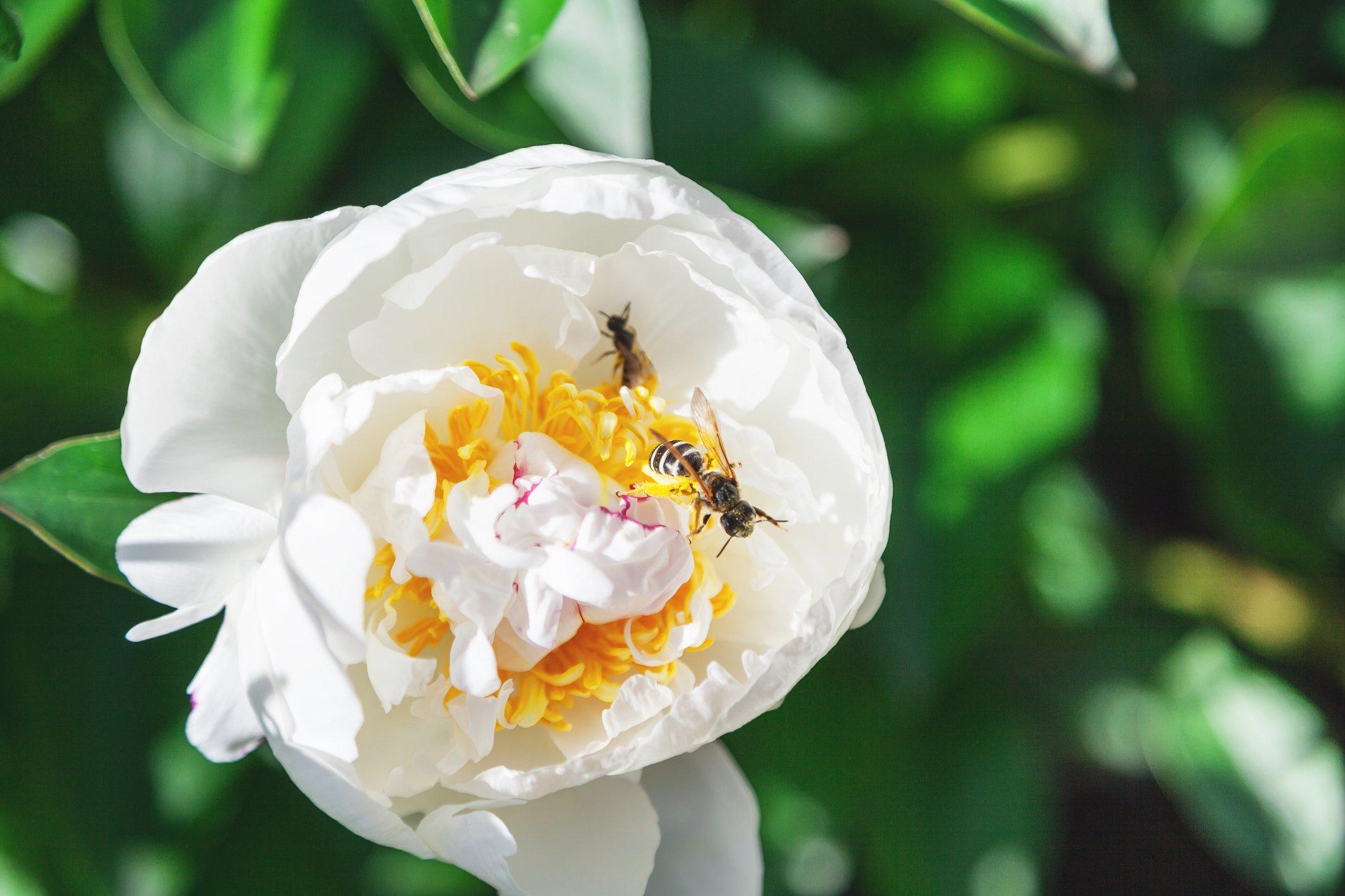 ff_white_peony_bee