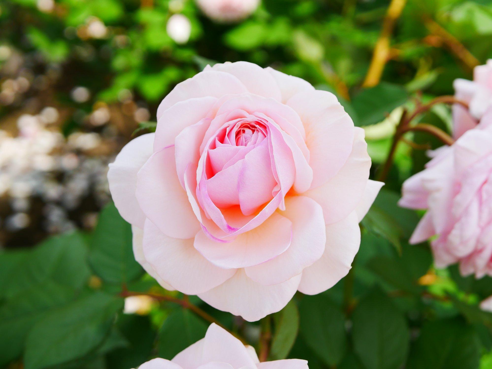 ff_whiter_shade_of_pale