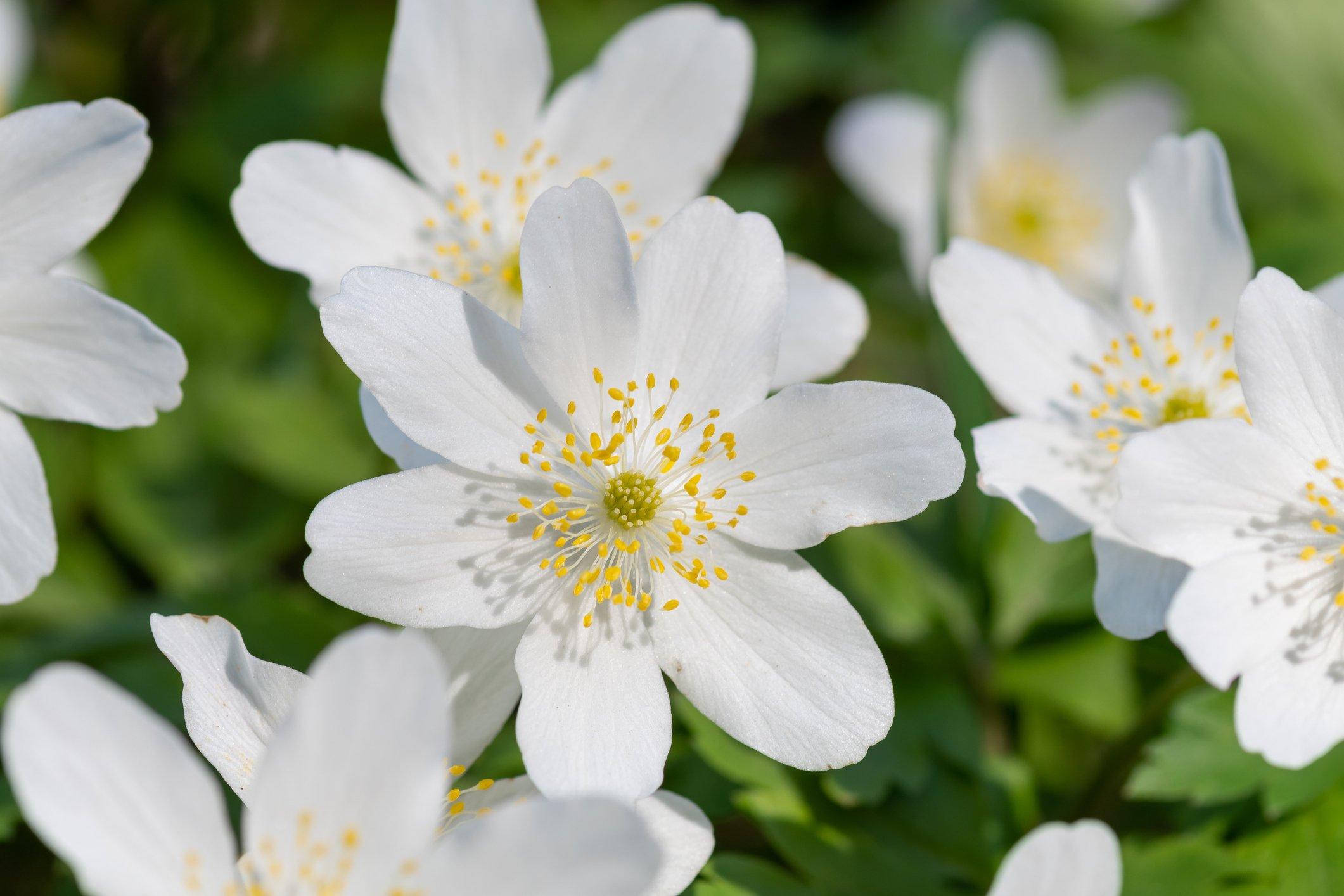ff_wood_anemone