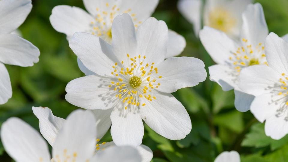ff_wood_anemone
