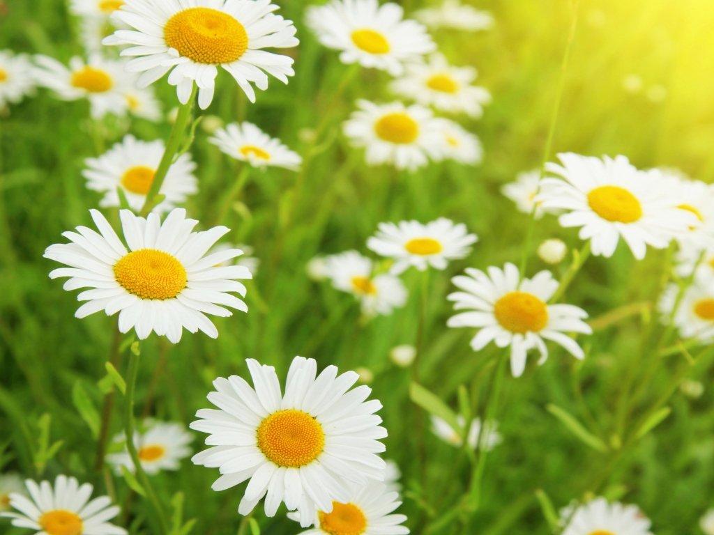 field-of-daisies-sunshine