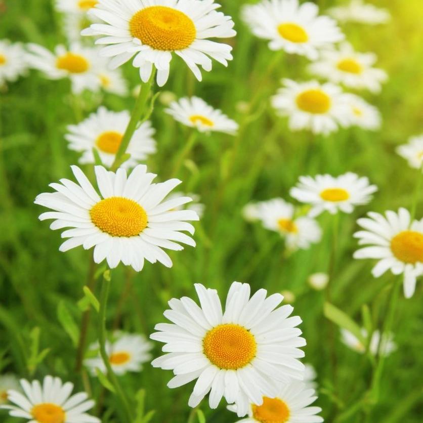 field-of-daisies-sunshine
