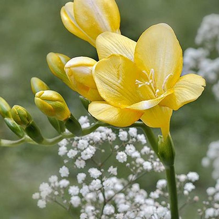 freesia