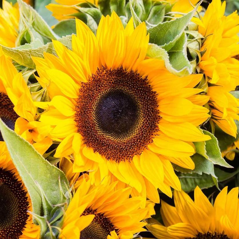 fresh-yellow-sunflowers