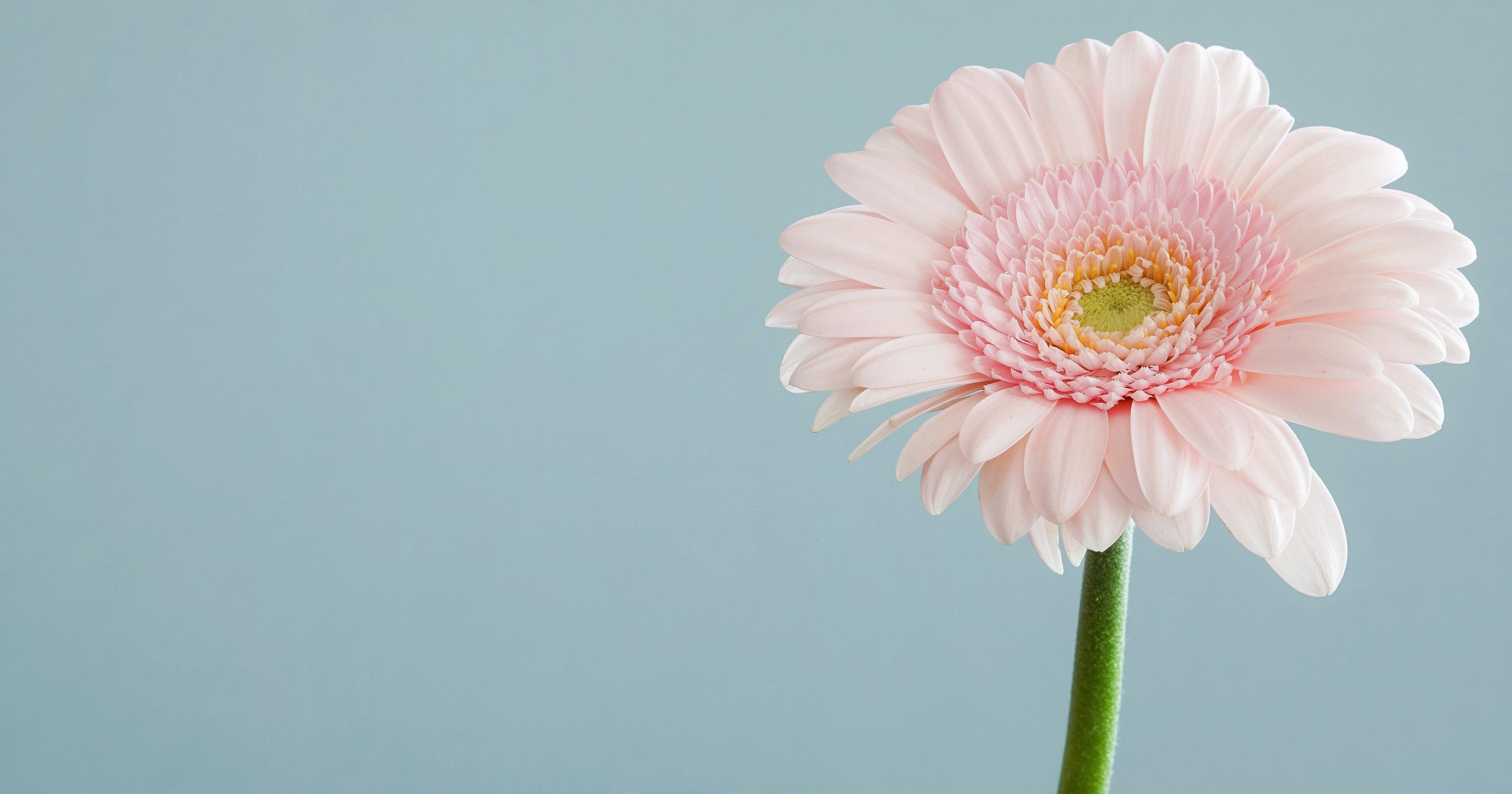 gerbera-daisy-pink