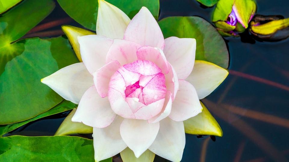 giant-lily