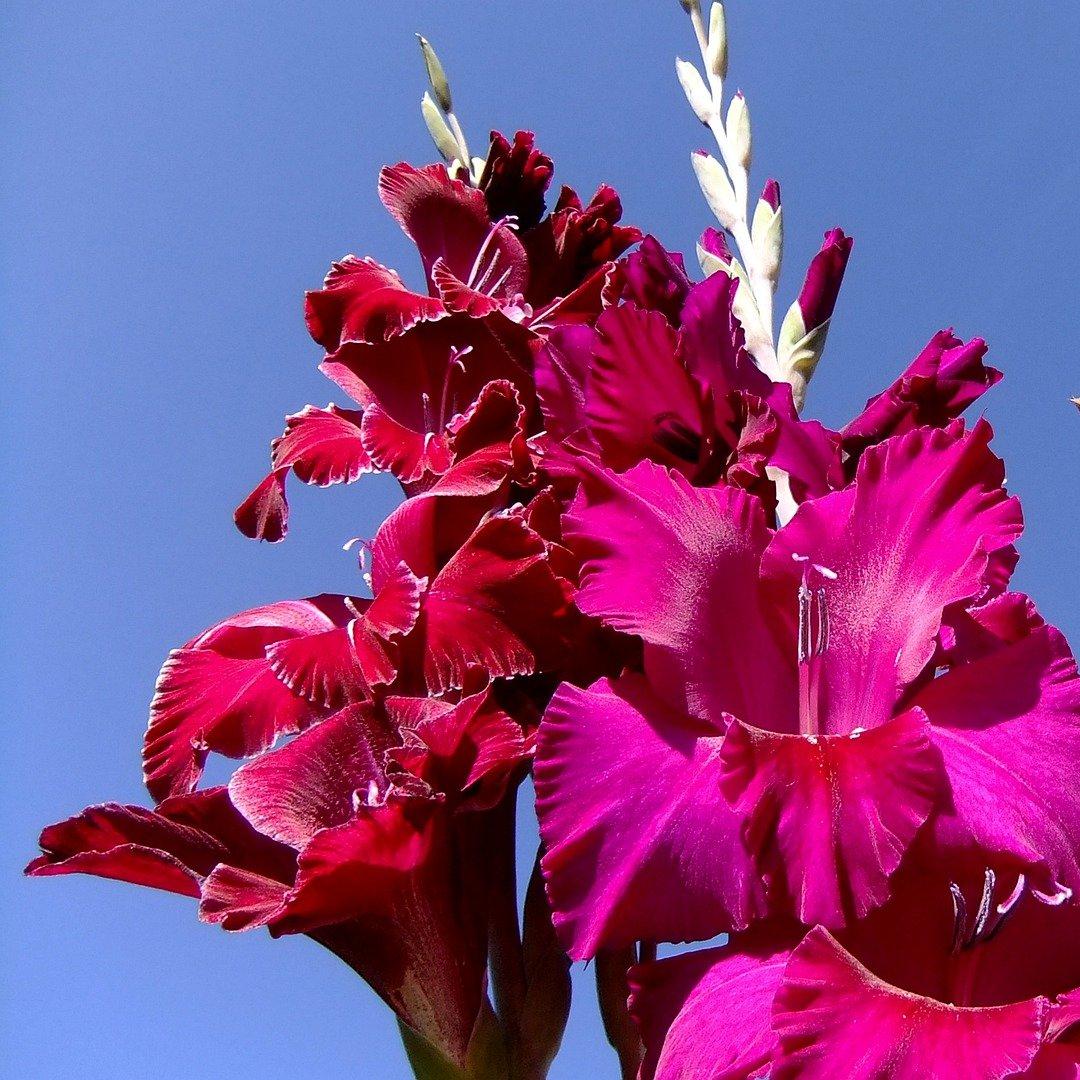 gladioli-pink-flowers