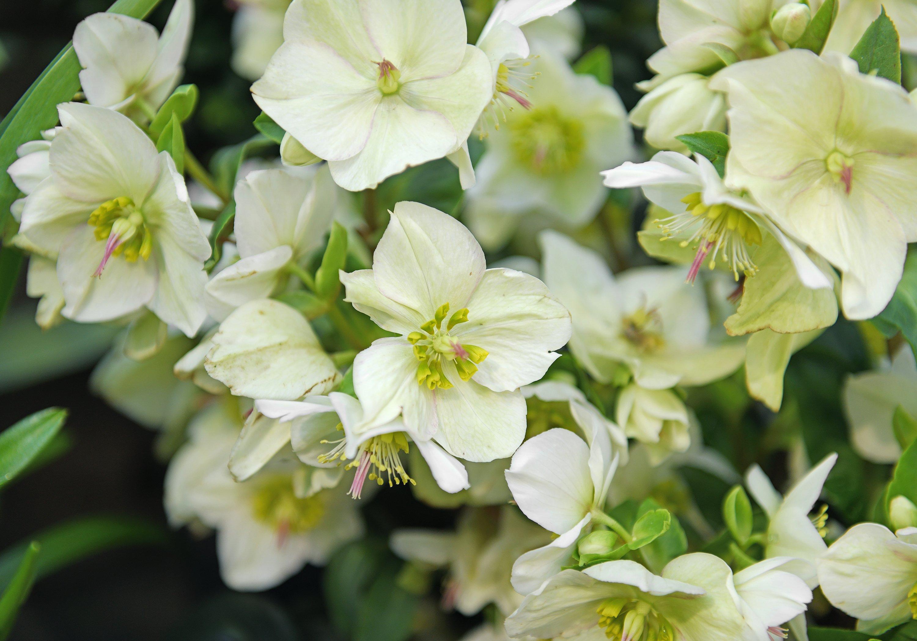 group_of_white_hellebores