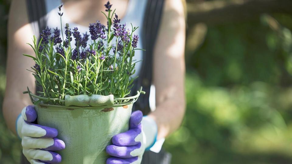 grow-lavender-at-home