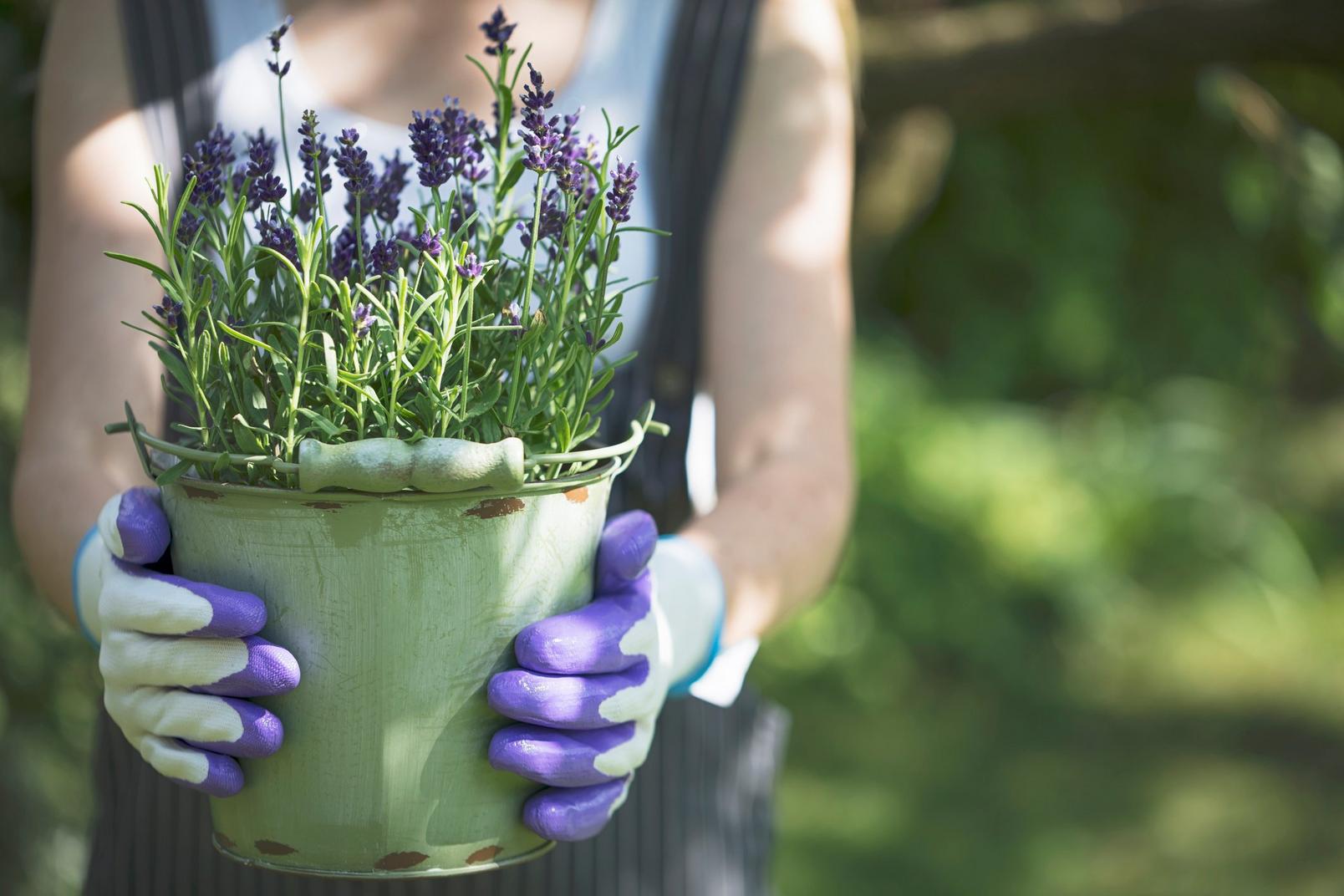 grow-lavender-at-home