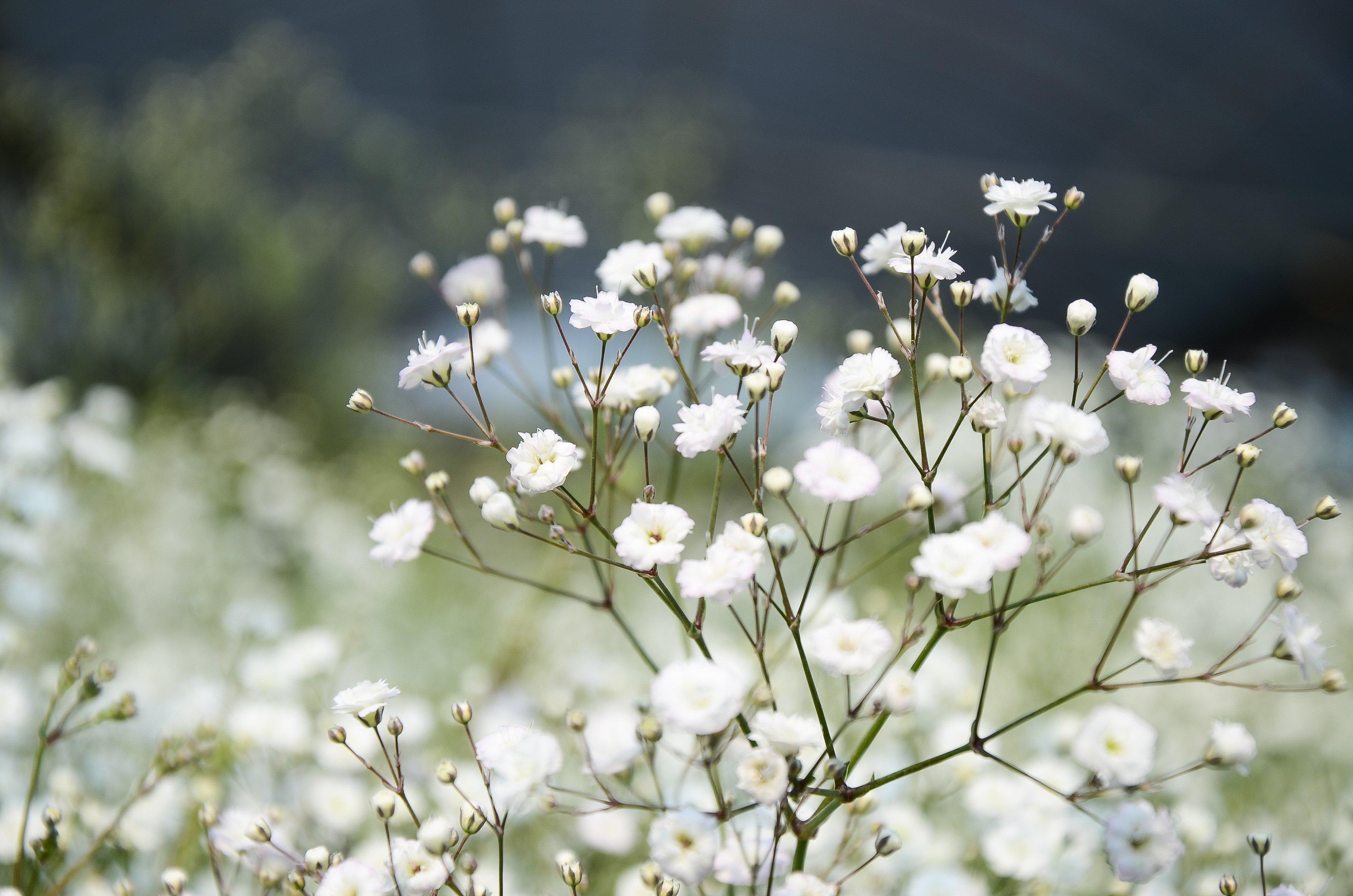 gypsophila_ff