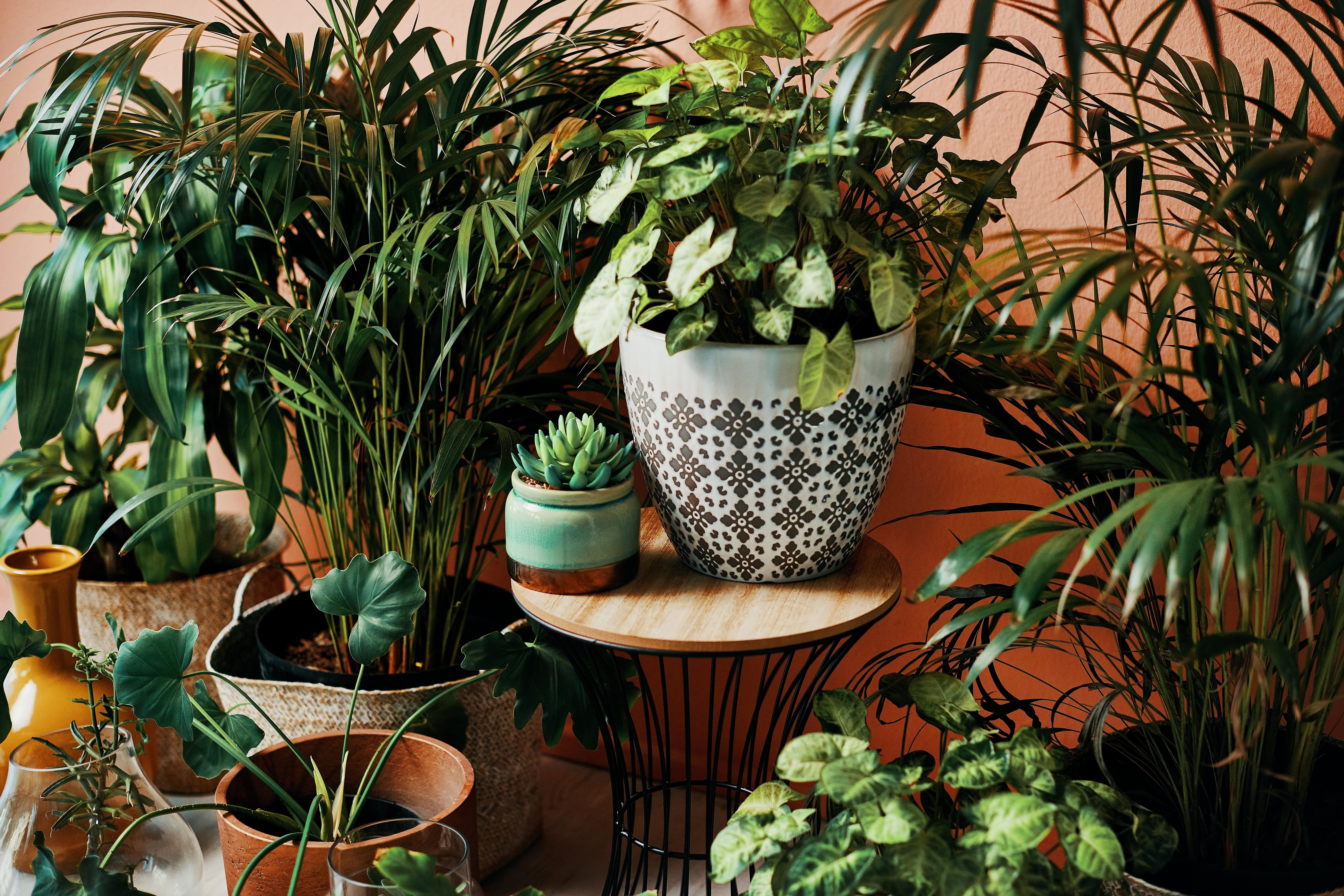 house-plants