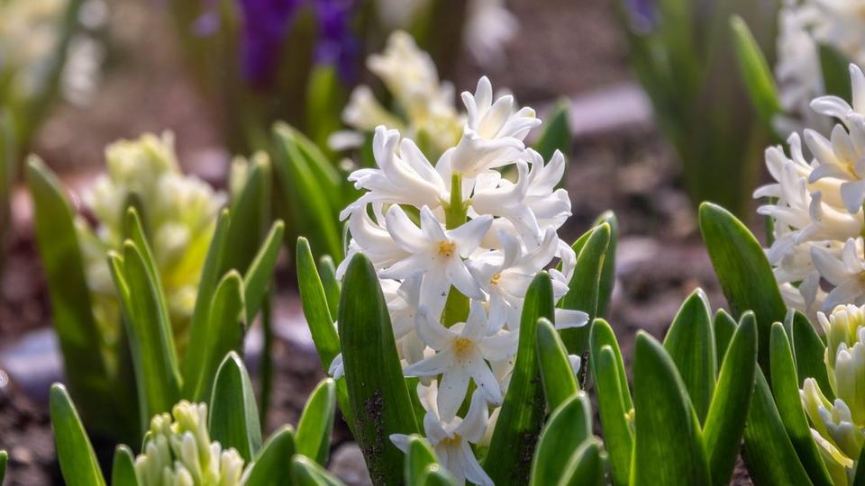 hyacinth-Carnegie