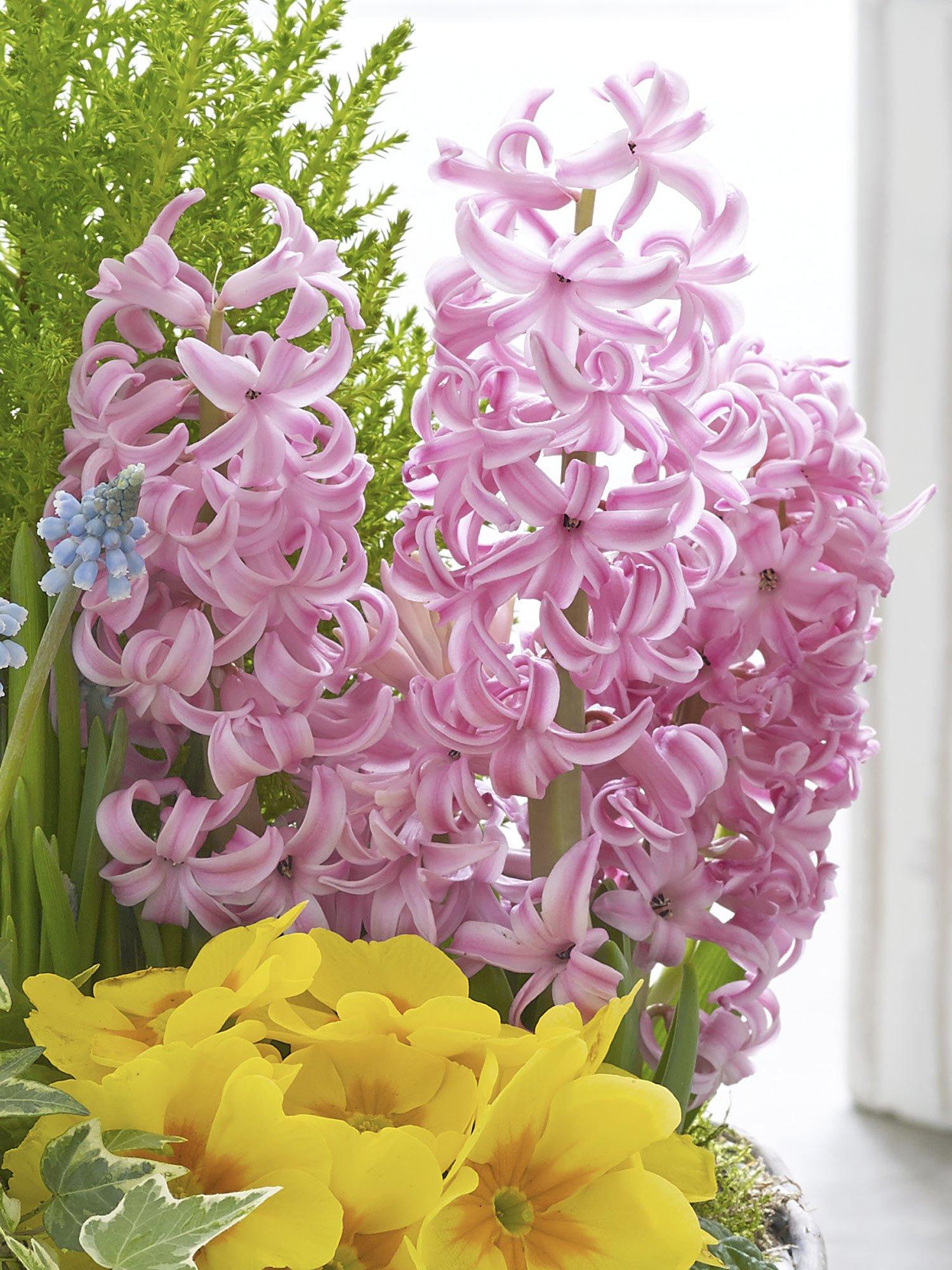 hyacinth-pink-flowers