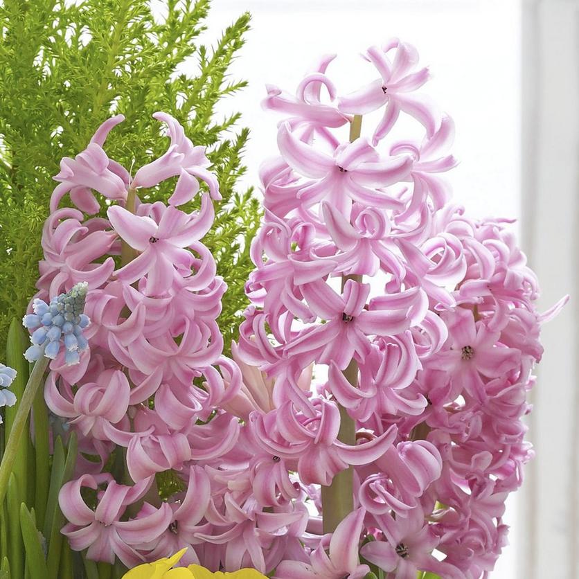 hyacinth-pink-flowers