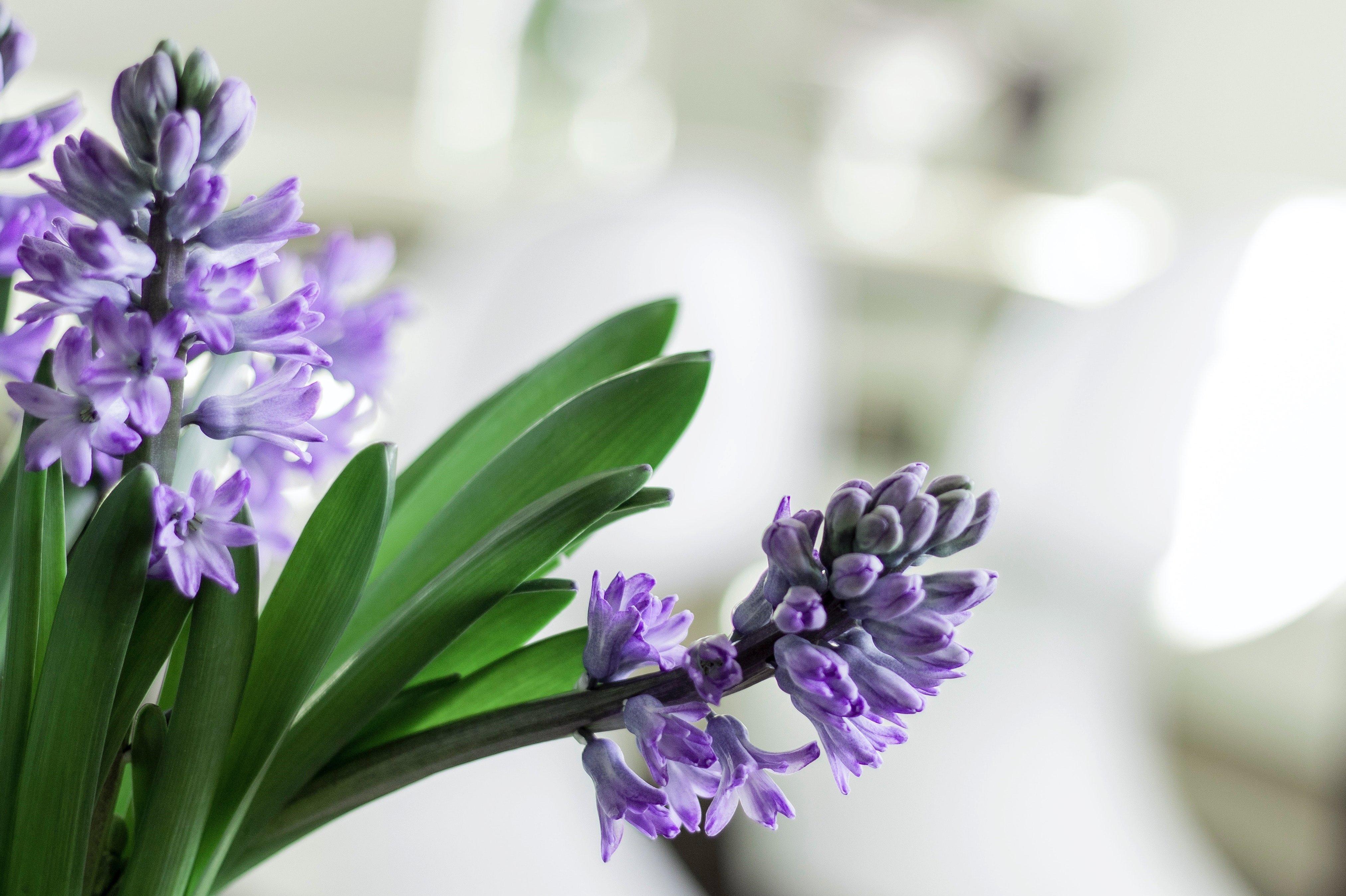 hyacinth-purple-flowers